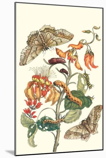 Giant Silk Moth on a Purple Coral Tree-Maria Sibylla Merian-Mounted Art Print