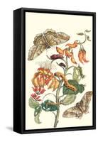 Giant Silk Moth on a Purple Coral Tree-Maria Sibylla Merian-Framed Stretched Canvas