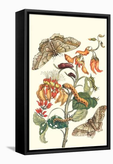 Giant Silk Moth on a Purple Coral Tree-Maria Sibylla Merian-Framed Stretched Canvas