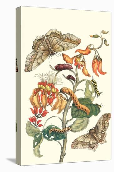 Giant Silk Moth on a Purple Coral Tree-Maria Sibylla Merian-Stretched Canvas
