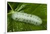 Giant Silkworm Caterpillar, Yasuni NP, Amazon, Ecuador-Pete Oxford-Framed Photographic Print