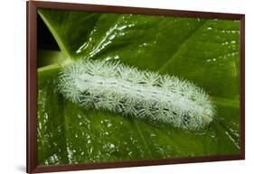 Giant Silkworm Caterpillar, Yasuni NP, Amazon, Ecuador-Pete Oxford-Framed Photographic Print