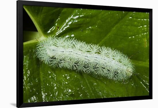 Giant Silkworm Caterpillar, Yasuni NP, Amazon, Ecuador-Pete Oxford-Framed Photographic Print