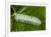 Giant Silkworm Caterpillar, Yasuni NP, Amazon, Ecuador-Pete Oxford-Framed Photographic Print