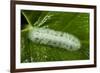 Giant Silkworm Caterpillar, Yasuni NP, Amazon, Ecuador-Pete Oxford-Framed Photographic Print