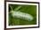 Giant Silkworm Caterpillar, Yasuni NP, Amazon, Ecuador-Pete Oxford-Framed Photographic Print