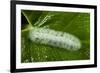 Giant Silkworm Caterpillar, Yasuni NP, Amazon, Ecuador-Pete Oxford-Framed Photographic Print