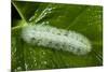 Giant Silkworm Caterpillar, Yasuni NP, Amazon, Ecuador-Pete Oxford-Mounted Photographic Print