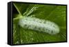 Giant Silkworm Caterpillar, Yasuni NP, Amazon, Ecuador-Pete Oxford-Framed Stretched Canvas