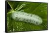 Giant Silkworm Caterpillar, Yasuni NP, Amazon, Ecuador-Pete Oxford-Framed Stretched Canvas