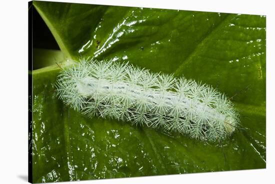 Giant Silkworm Caterpillar, Yasuni NP, Amazon, Ecuador-Pete Oxford-Stretched Canvas