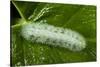 Giant Silkworm Caterpillar, Yasuni NP, Amazon, Ecuador-Pete Oxford-Stretched Canvas