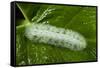 Giant Silkworm Caterpillar, Yasuni NP, Amazon, Ecuador-Pete Oxford-Framed Stretched Canvas