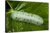 Giant Silkworm Caterpillar, Yasuni NP, Amazon, Ecuador-Pete Oxford-Stretched Canvas