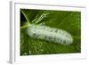 Giant Silkworm Caterpillar, Yasuni NP, Amazon, Ecuador-Pete Oxford-Framed Photographic Print