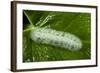 Giant Silkworm Caterpillar, Yasuni NP, Amazon, Ecuador-Pete Oxford-Framed Photographic Print