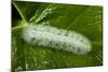 Giant Silkworm Caterpillar, Yasuni NP, Amazon, Ecuador-Pete Oxford-Mounted Photographic Print