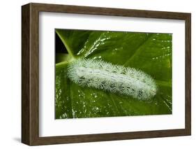 Giant Silkworm Caterpillar, Yasuni NP, Amazon, Ecuador-Pete Oxford-Framed Photographic Print