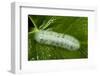 Giant Silkworm Caterpillar, Yasuni NP, Amazon, Ecuador-Pete Oxford-Framed Photographic Print