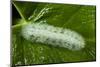 Giant Silkworm Caterpillar, Yasuni NP, Amazon, Ecuador-Pete Oxford-Mounted Photographic Print
