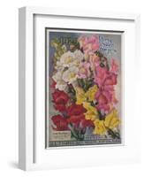 Giant Snapdragons from the Perry Seed Company-null-Framed Art Print