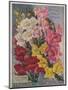 Giant Snapdragons from the Perry Seed Company-null-Mounted Art Print