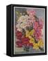 Giant Snapdragons from the Perry Seed Company-null-Framed Stretched Canvas