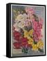 Giant Snapdragons from the Perry Seed Company-null-Framed Stretched Canvas