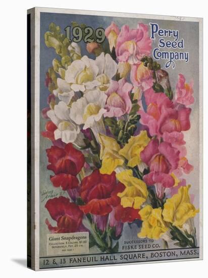 Giant Snapdragons from the Perry Seed Company-null-Stretched Canvas