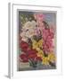 Giant Snapdragons from the Perry Seed Company-null-Framed Art Print