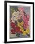 Giant Snapdragons from the Perry Seed Company-null-Framed Art Print