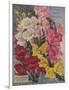 Giant Snapdragons, Perry Seed Company-null-Framed Art Print