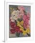 Giant Snapdragons, Perry Seed Company-null-Framed Art Print