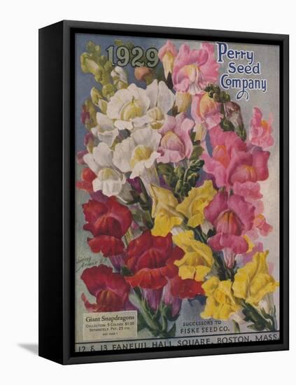 Giant Snapdragons, Perry Seed Company-null-Framed Stretched Canvas