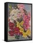 Giant Snapdragons, Perry Seed Company-null-Framed Stretched Canvas