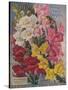 Giant Snapdragons, Perry Seed Company-null-Stretched Canvas