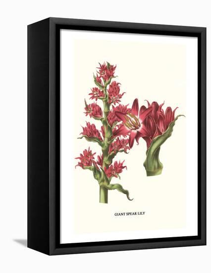 Giant Spear Lily-Louis Van Houtte-Framed Stretched Canvas