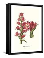 Giant Spear Lily-Louis Van Houtte-Framed Stretched Canvas