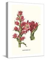 Giant Spear Lily-Louis Van Houtte-Stretched Canvas