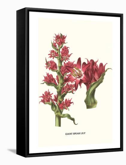 Giant Spear Lily-Louis Van Houtte-Framed Stretched Canvas