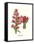 Giant Spear Lily-Louis Van Houtte-Framed Stretched Canvas