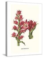 Giant Spear Lily-Louis Van Houtte-Stretched Canvas