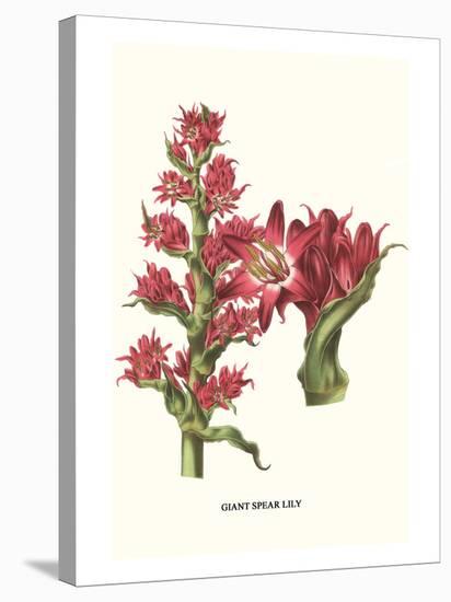 Giant Spear Lily-Louis Van Houtte-Stretched Canvas