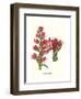 Giant Spear Lily-Louis Van Houtte-Framed Premium Giclee Print