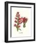 Giant Spear Lily-Louis Van Houtte-Framed Premium Giclee Print