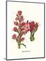 Giant Spear Lily-Louis Van Houtte-Mounted Premium Giclee Print