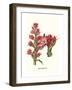 Giant Spear Lily-Louis Van Houtte-Framed Art Print