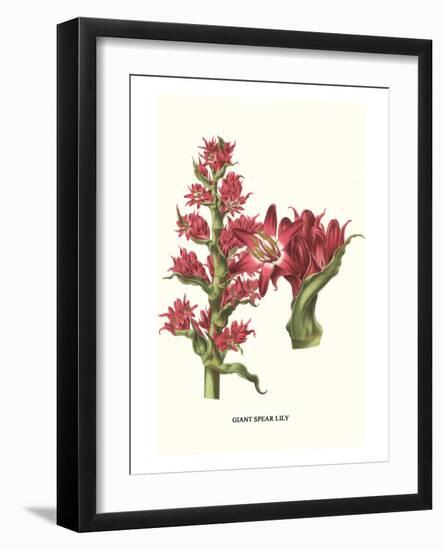 Giant Spear Lily-Louis Van Houtte-Framed Art Print