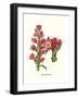 Giant Spear Lily-Louis Van Houtte-Framed Art Print