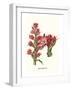 Giant Spear Lily-Louis Van Houtte-Framed Art Print